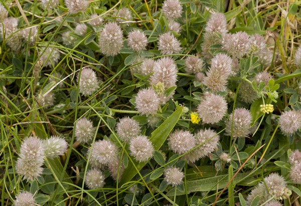 Hare's-foot Clover