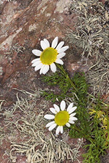 Sea Mayweed