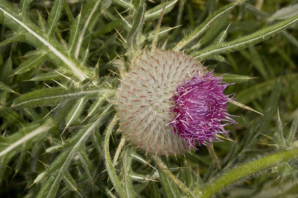 Woolly Thistle