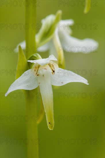 Greater Butterfly Orchid close-up of flower