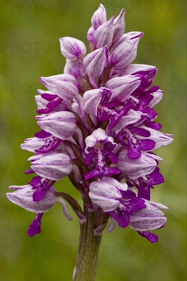 Military military orchid