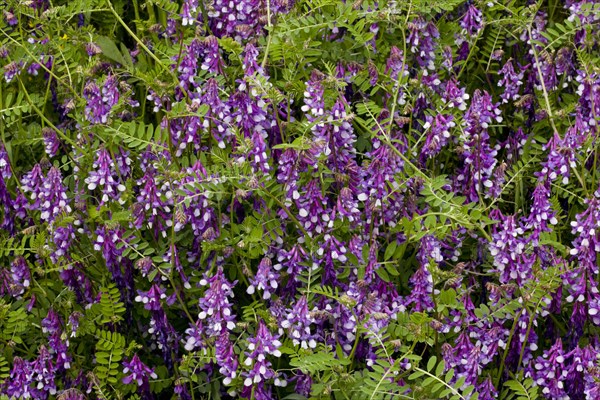 Flowering hairy vetch