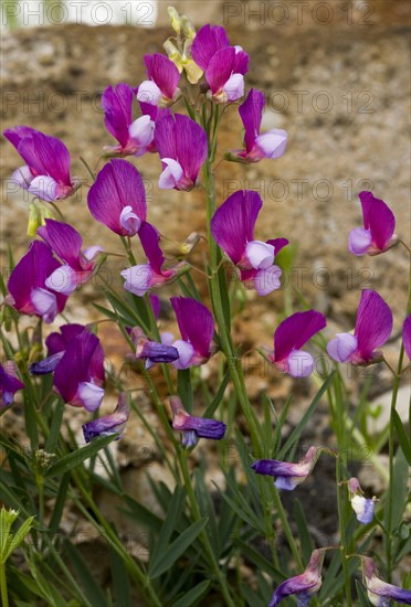 Flowering vetchling