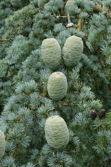 Deodar Cedar