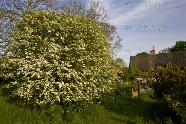 Common Hawthorn