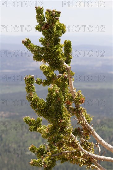 Great basin bristlecone pine