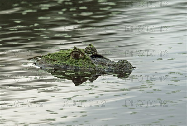 Adult broad-snouted caiman