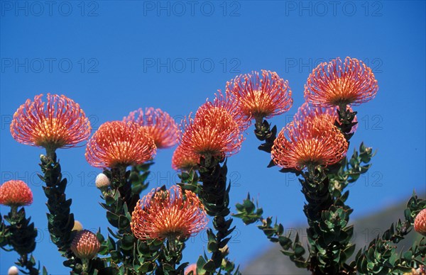 Pincushion Protea