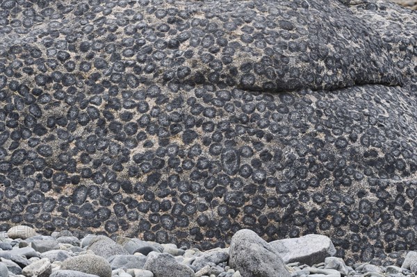 Granito Orbicular' orbicular granite rock