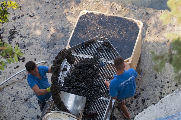 Shell harvest