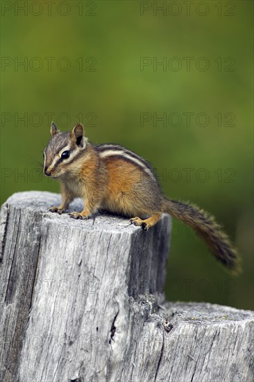 Least chipmunk