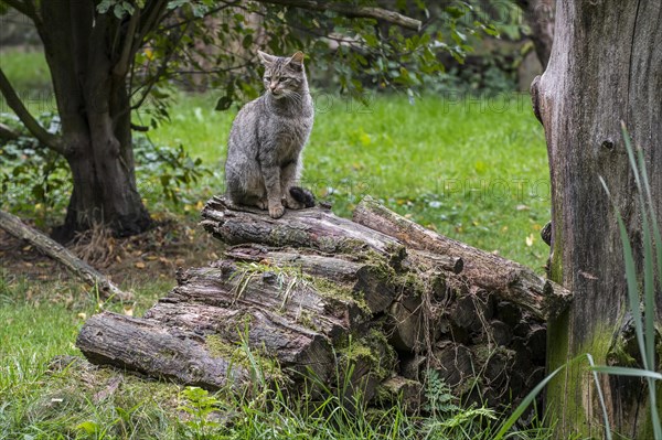 European wildcat