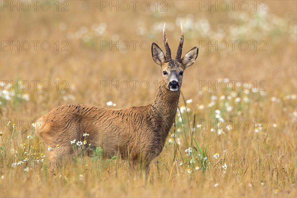 European european roe deer