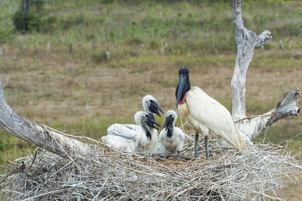 Jabiru