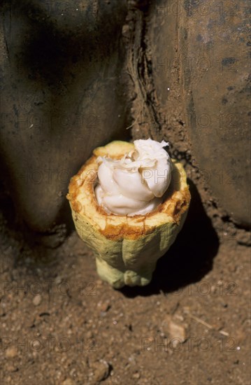 Real cocoa tree