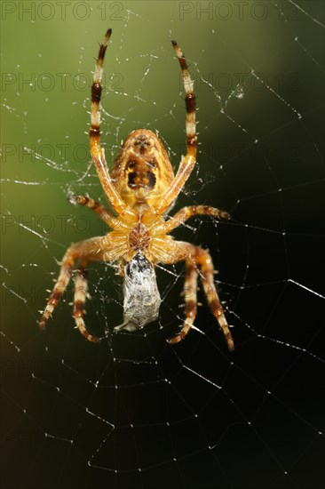 European garden spider