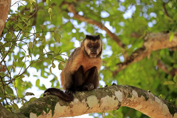 Brown Capuchin