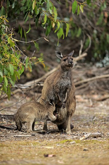 Kangaroo Island Kangaroo