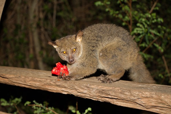 Slim Beak Bush Baby