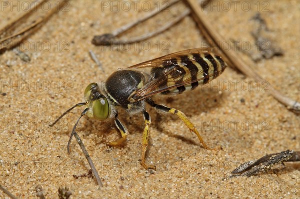 Beaked gyro wasp