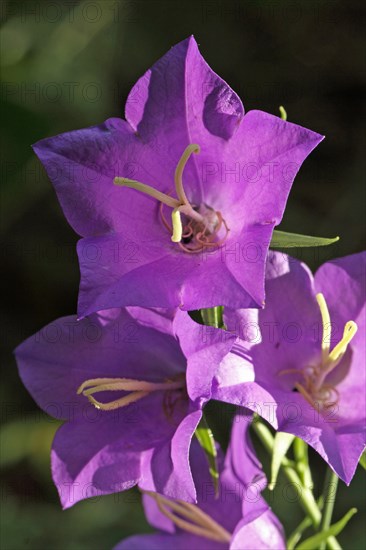 Peach-leaved bellflower