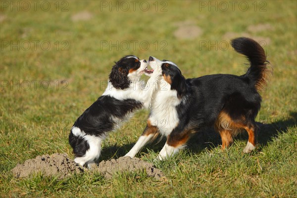 Australian Shepherd