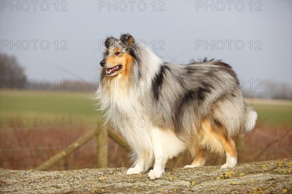 Scottish shepherd dog