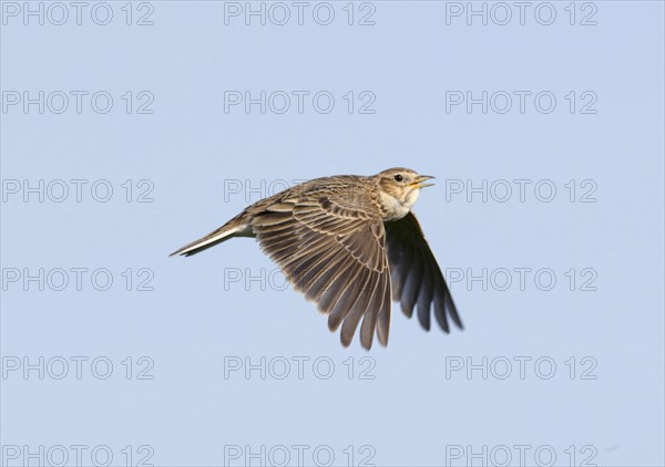 Skylark