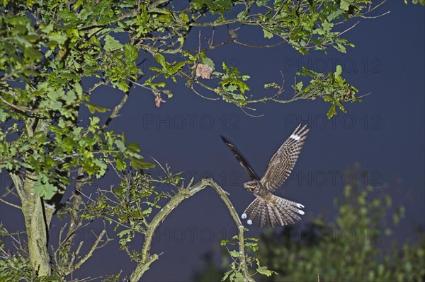 Eurasian european nightjar