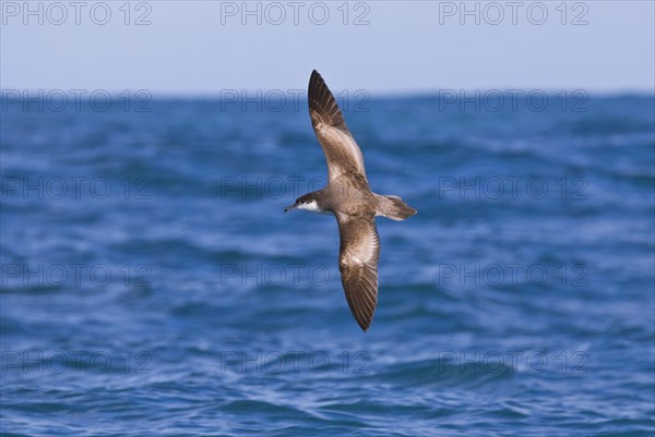 Grey Shearwater