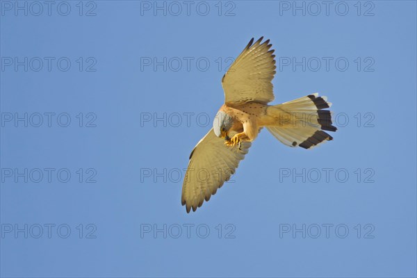 Lesser lesser Common Kestrel