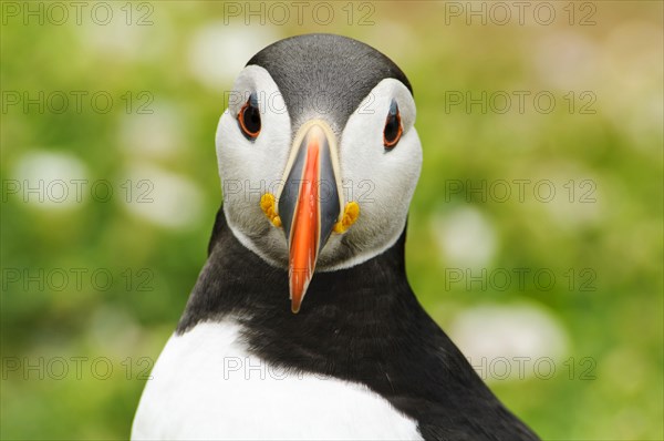 Puffin