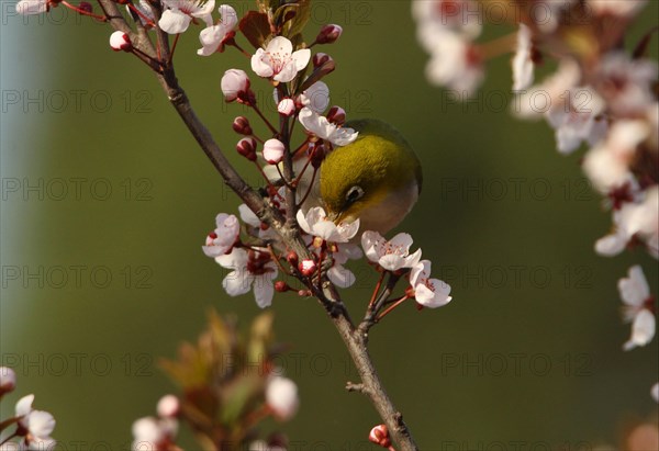 Chestnut-flanked White-eye