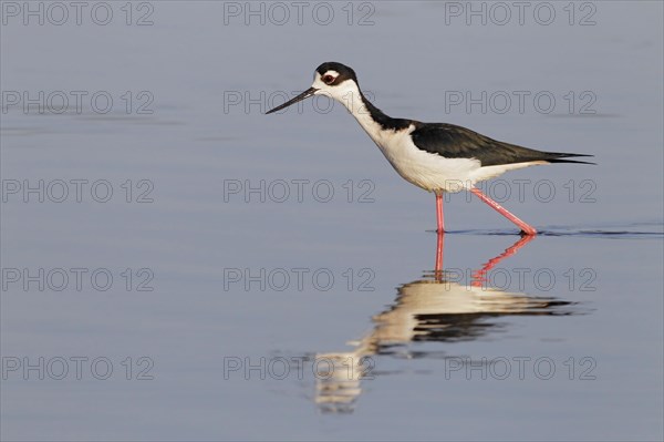 Black-necked Black-winged Stilt