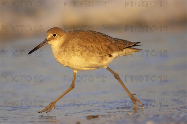 Willet