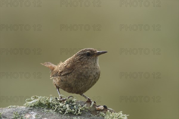 Wren