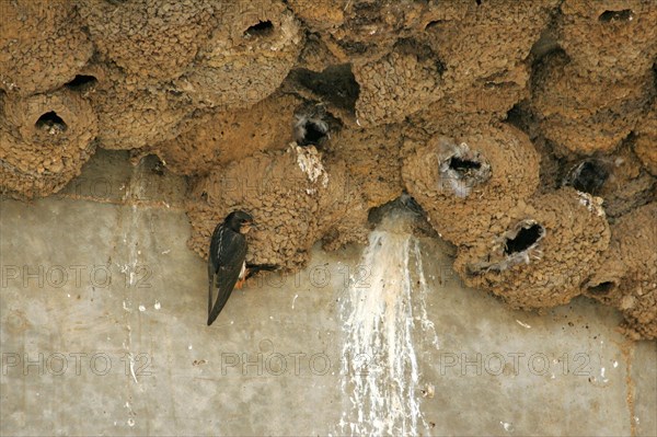 South African Cliff Swallow