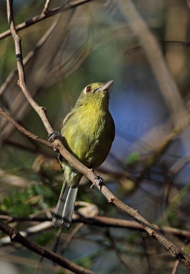 Cuban vireo