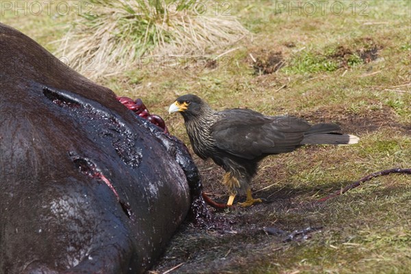 Striated Caracara