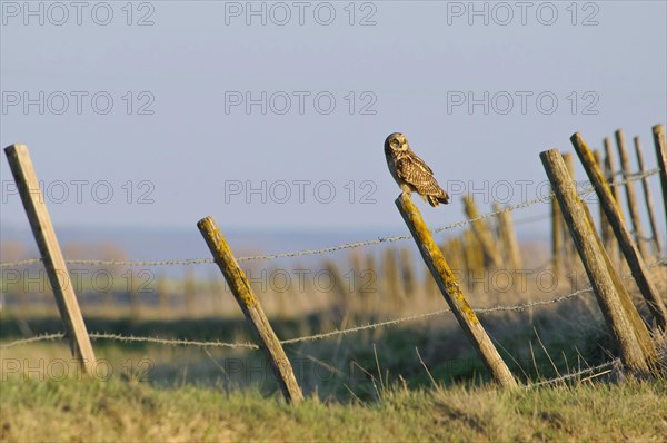 Adult short-eared owl