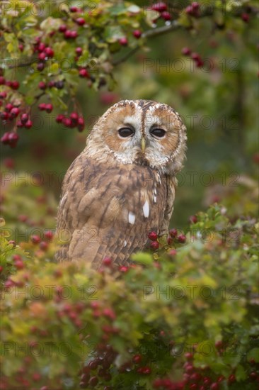 Tawny owl