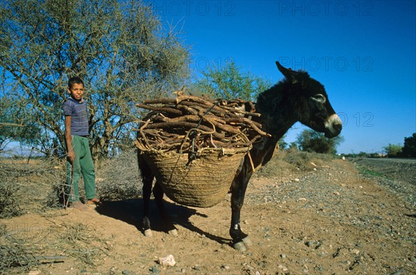 Donkey working animal