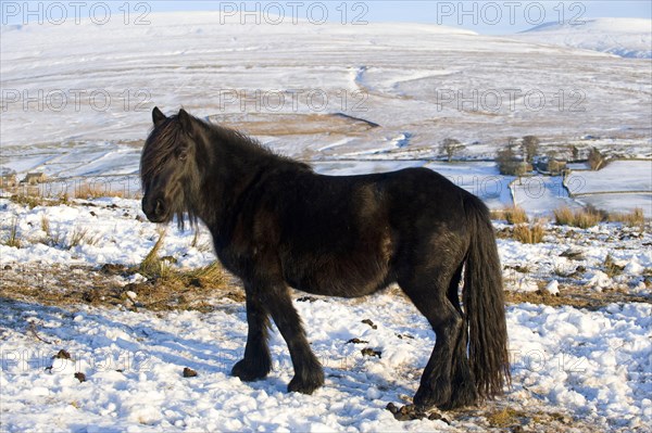 Fur pony