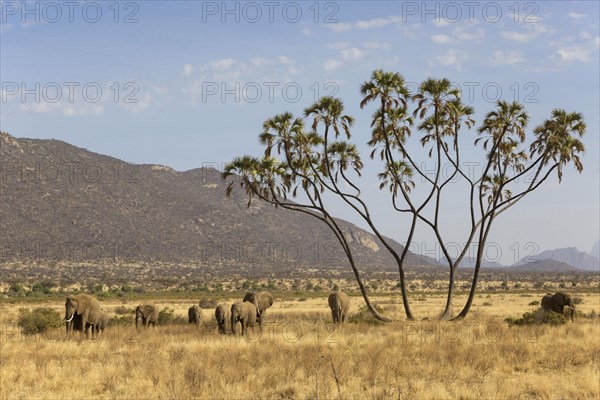 African elephant