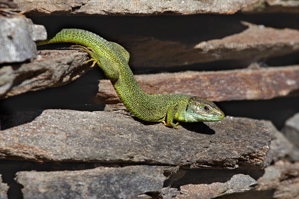 European green lizards