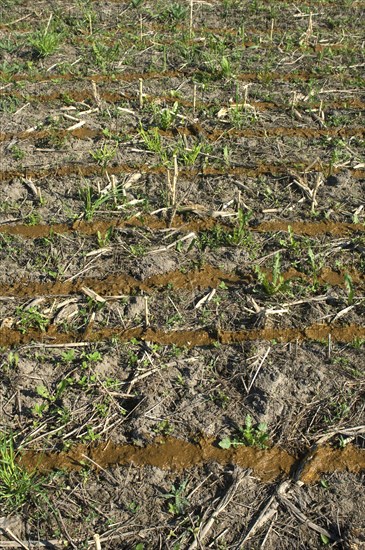 Spreading slurry on stubble field