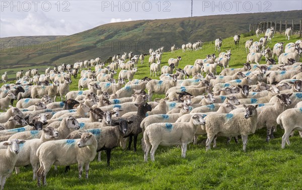 Domestic Sheep