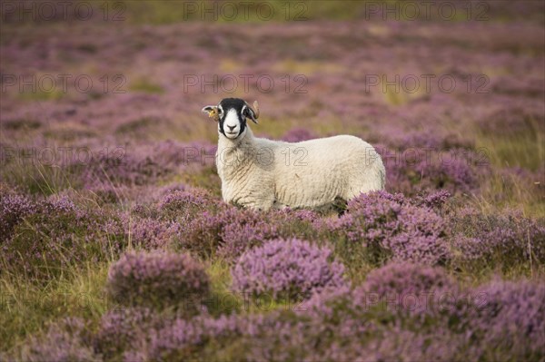 Domestic Sheep