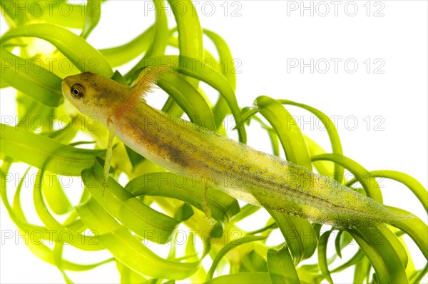 Great northern crested newt