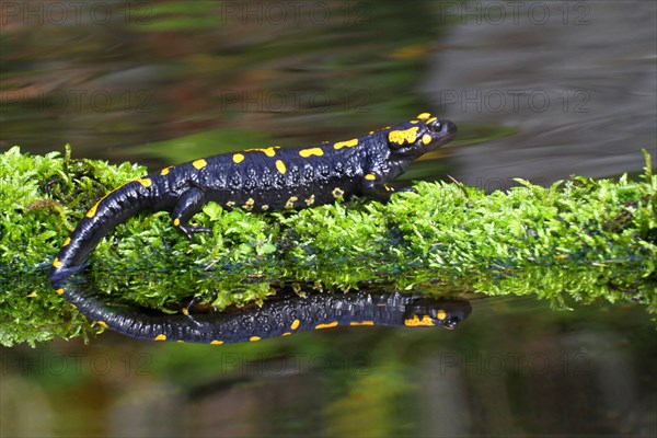 Fire salamander